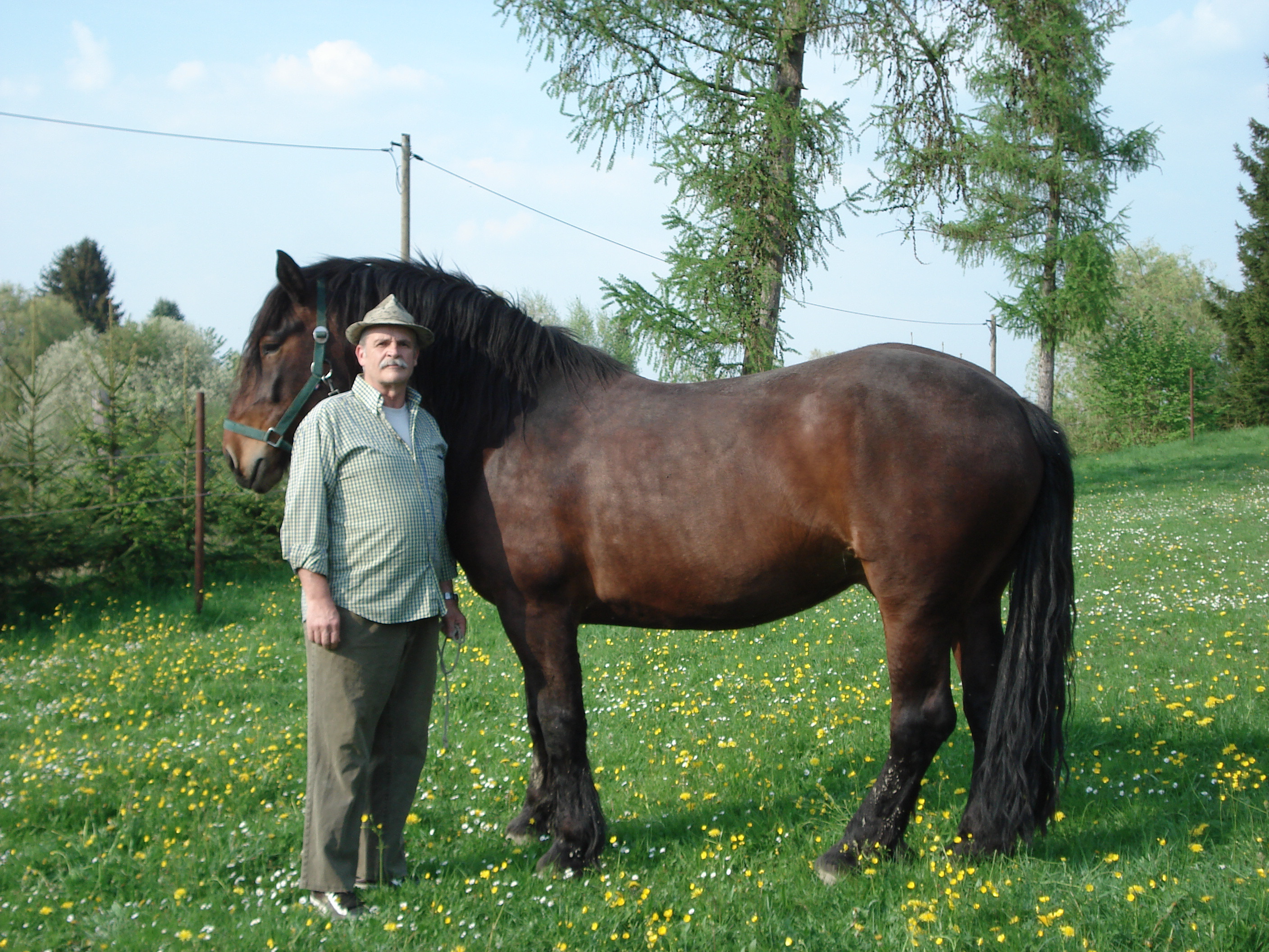 Bayrisches Kaltblut Pferd