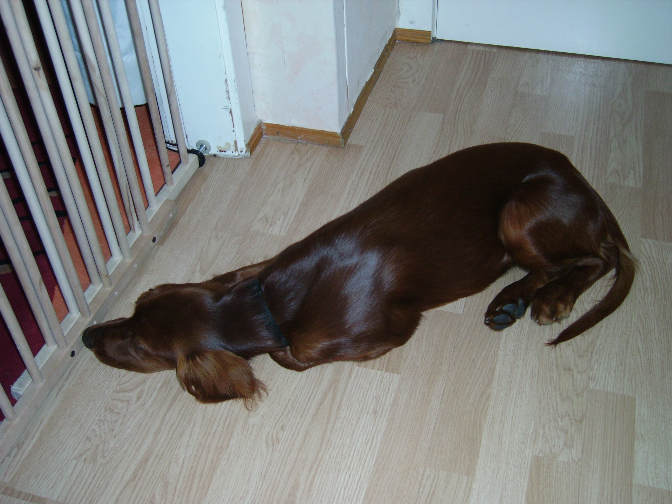 Irish Setter Junghündin Hunde