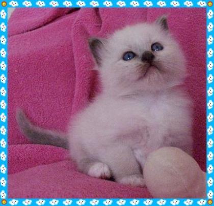 Im April erwarten wir Heilige Birma Babys