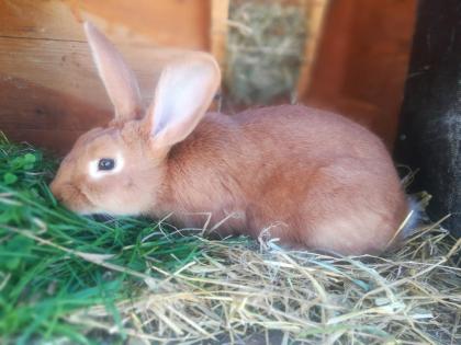 Burgunder rammler zum deckeln frei