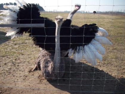 Laufvögel Strausse, Strauße, Strauss, Strauß, Straussenei, Straußenei