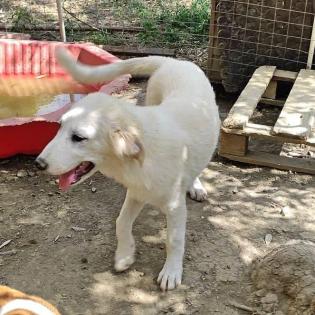 Simba sucht ein passendes Zuhause