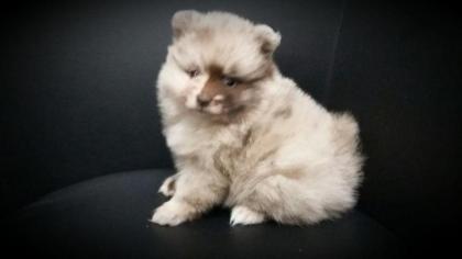 Pomeranianwelpen lilacmerle, 