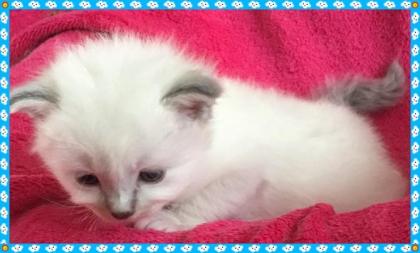 Birma Babys aus Köln