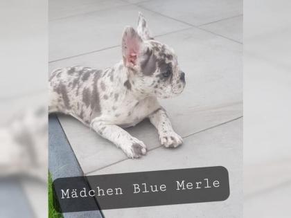 Sehr sportliche und gesunde Französische Bulldoggen Welpen