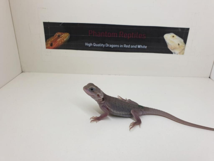 Seltene weiße Zero Hypo Translucent Leatherback Bartagamen Pogona Vitticeps