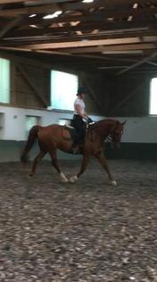 Ambitionierte Reiterin sucht Reitbeteiligung