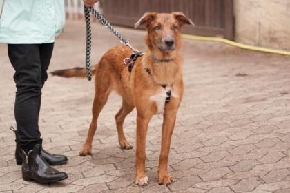 INDIO - Malinois-Aussi-Mix - 7 Monate - Tierhilfe-Franken e.V.