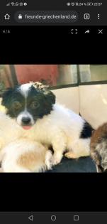 Hera -Pflegestelle gefunden