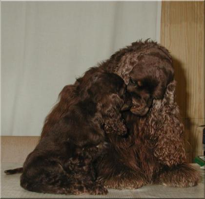 American Cocker Welpen  VDH/FCI