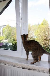 Kippfensterschutz für Katzen, OHNE BOHREN OHNE KLEBEN -System 4