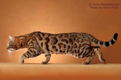 Extrem anhängliche Bengalkatzen, Bengalen der neuen Generation mit großen Rosett