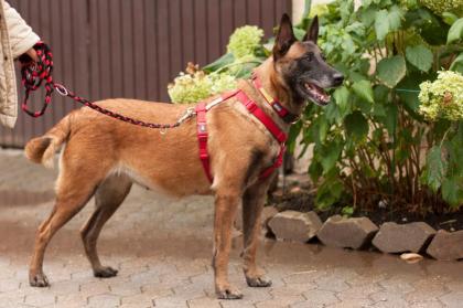 EMMA INDIANA - Malinois - 4 Jahre - Tierhilfe-Franken e.V.