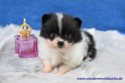 Pomeranianwelpen gescheckt, 