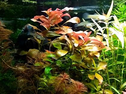 Rotgrüne Ludwigie, Aquarienpflanzen, Versand