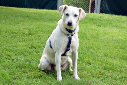 BELISSA - Labrador-Mix - 7 Jahre - Tierhilfe-Franken e.V.