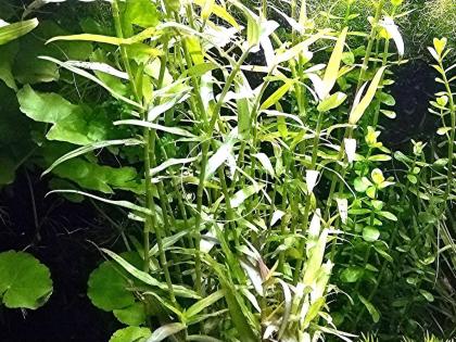 Aquarien - Bambus, Bündel, Aquarienpflanzen (Versand/ Abholung)