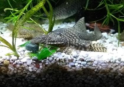 Ancistrus spec., brauner Antennenwels (Versand/ Abholung)