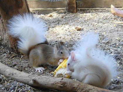 Ich suche 2 Eichhörnchen Weibchen