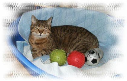 Diensleistungen rund um Haustiere