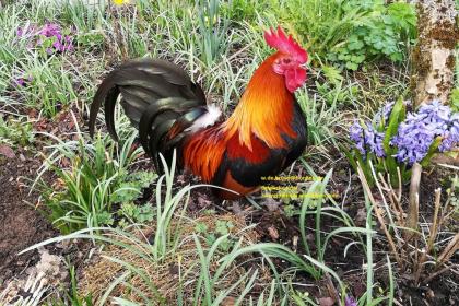 Bruteier vom Zwerghuhn, Zwerghuhn-Bruteier, Bruteier, 