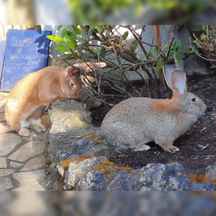 FRIEDA und LOTTE - Deutscher Riese - 1 Jahr bzw. 6 Monate - Tierhilfe-Franken e.
