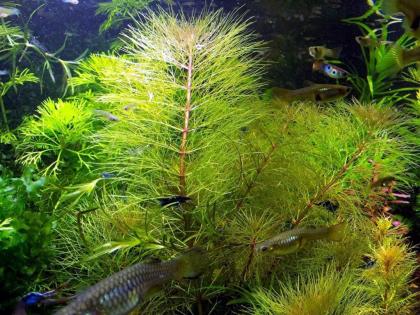 Austr. Sumpffreund (Browns), Bündel, Aquariumpflanzen (Versand/ Abholung)