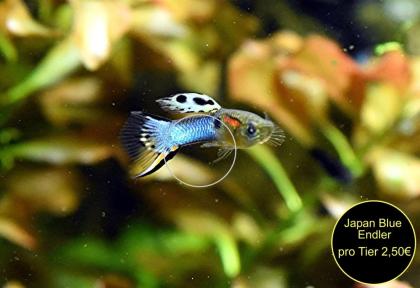 Endler, Guppy, reinerbig, ab 1, 50€, Versand