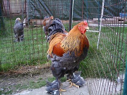 B r a h m a h ü h n e r