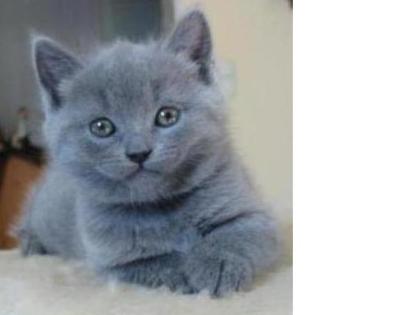Chartreux Kitten