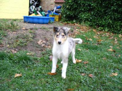 American Line Colliewelpen ( ohne Papiere)