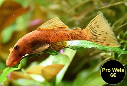 Ancistrus, Welse, reinerbig, ab 2€ (Versand/ Abholung)