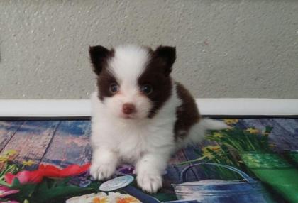 Pomeranianhündinwelpe braungescheckt