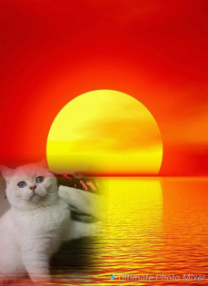 Tierbetreuung Service 0911 25 35 07 01 Handy 01573 319 399 3