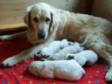 Golden Retriever Welpen