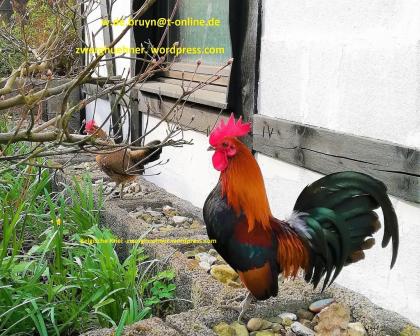 Bruteier vom Zwerghuhn, Zwerghuhn-Bruteier, Bruteier, 