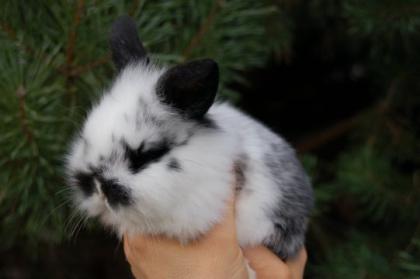 Zwergwidder u. NHD Jungtiere