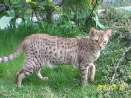 Ocicat-Kurzhaarkätzchen
