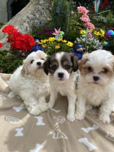 Cavalonka ( Bolonka ) mit Ahnentafel