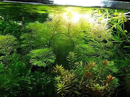 Kleine Ambulia, Wasserpflanzen, Versand