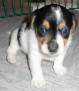 Jack Russel Terrier Welpen