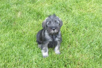 Mittelschnauzerwelpen
