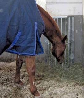 Grossraum- Heuraufe Standmodell ab 179, - €