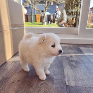 Mittelspitz Welpen zu verkaufen