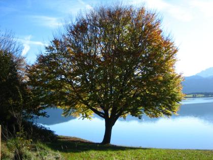 Autoimmunkrankheiten individuelles Coaching
