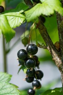 Geschenke der Natur
