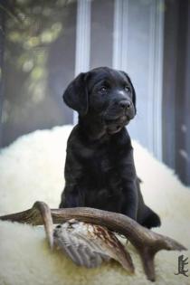 Schwarze Labrador Welpen vom Sauboden FCI für Familie und Jagd