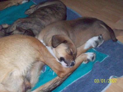 Vier süsse Mischlingswelpen in der 2.Novemberwoche abzugeben