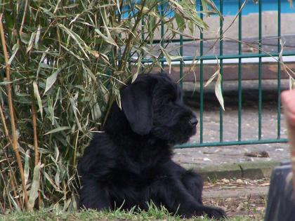 Riesenschnauzer Welpen 