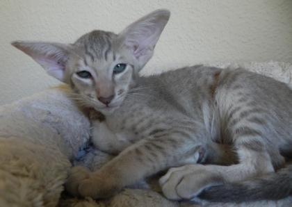 Wunderschöne Orientalenkitten mit Papiere suchen ab sofort ein neues zu Hause!